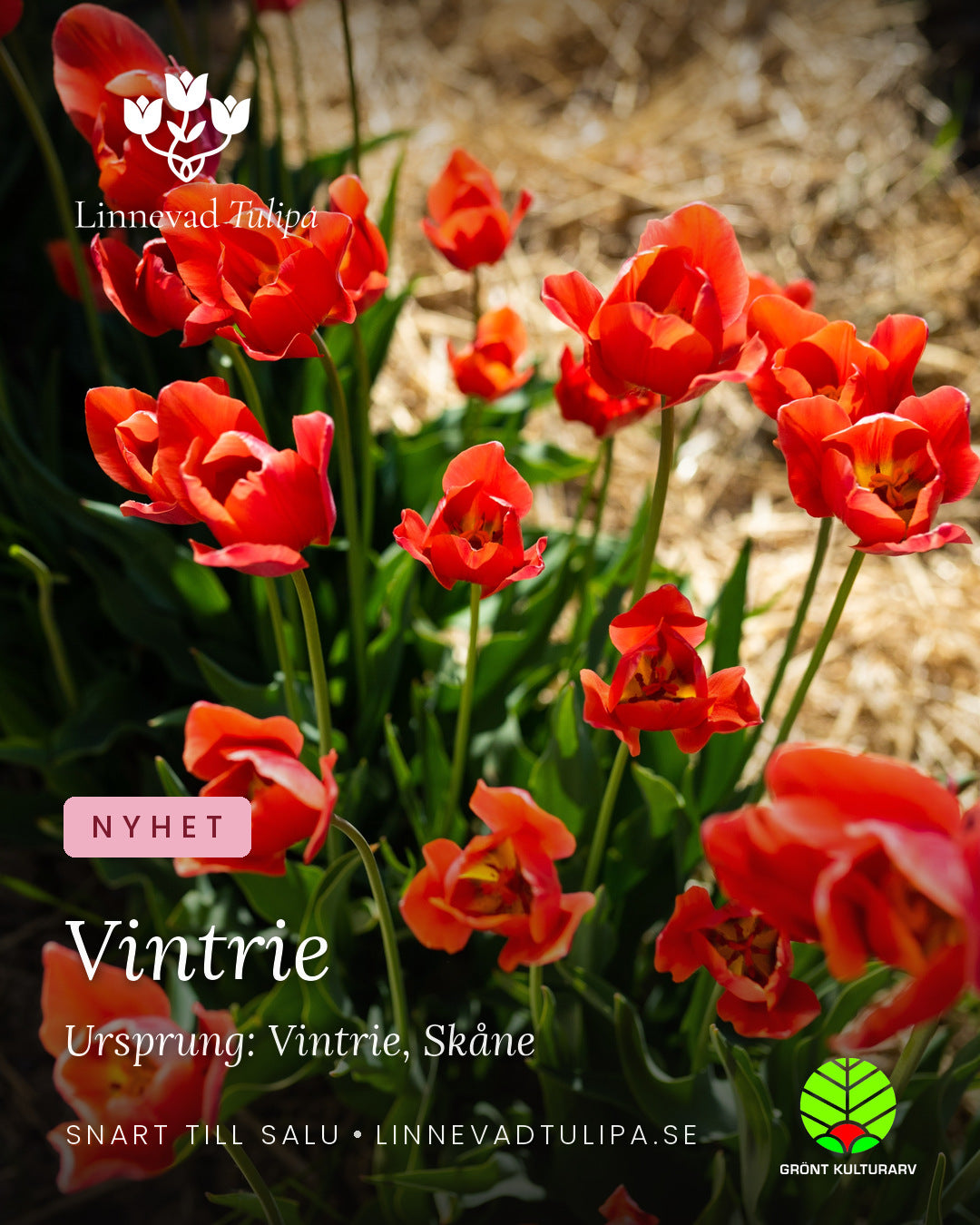 Vintrie