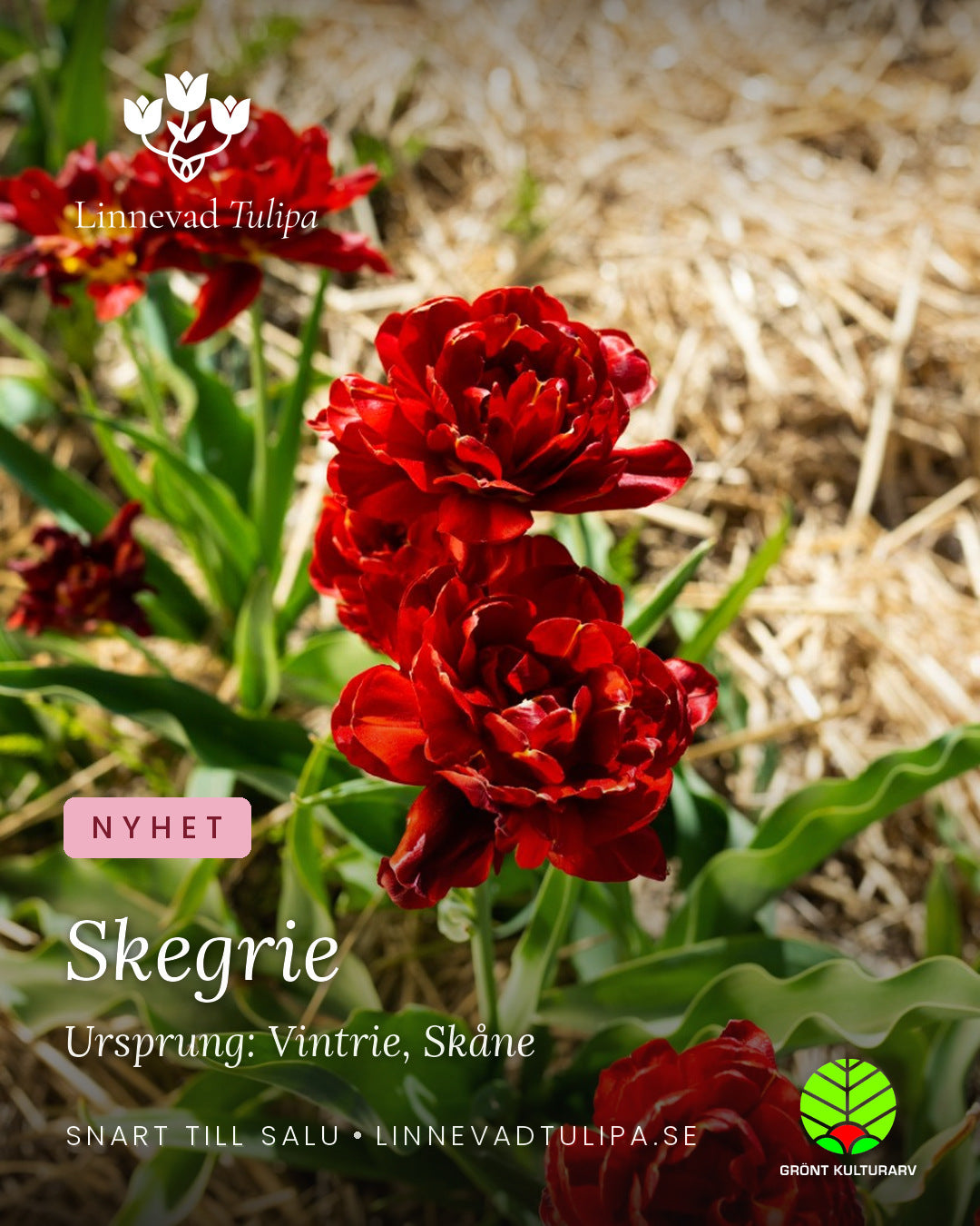 Skegrie