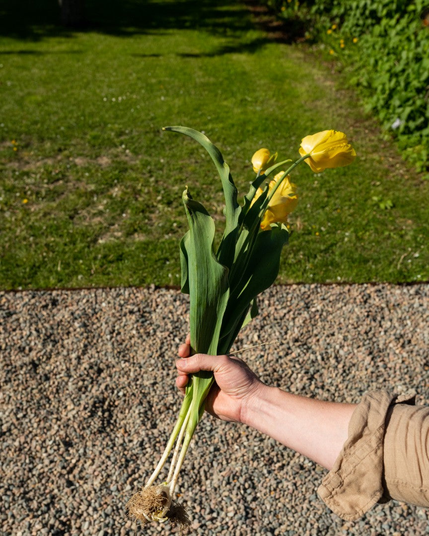Tulpanbukett Östgötadagarna